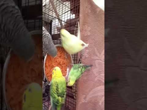 budgies love to eat carrots.😋🥕🥕