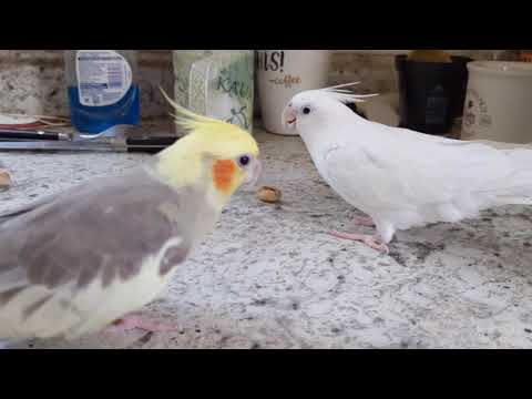 Cockatiels and pistachios