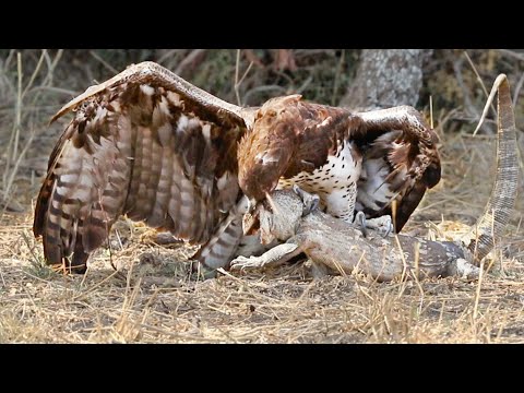 Eagle Rips Lizard's Eyes Apart As it Tries to Escape