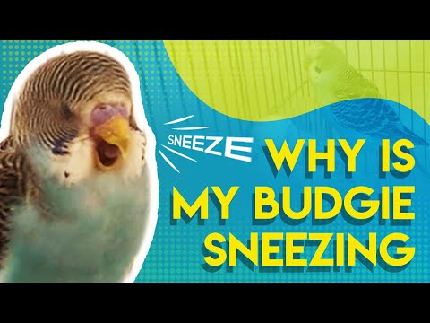 Why is my Budgie Sneezing