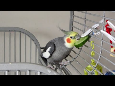 Cockatiels LOVE cucumber!