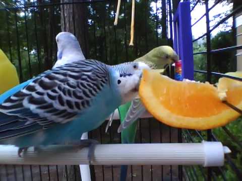 Parakeet Series: Parakeet Eating Orange Part 1