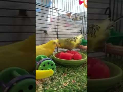 Two Budgies eating watermelon