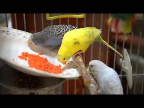 Birds food Carrot- Budgie /Parakeet loves Carrot