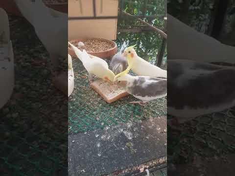 Cockatiel eating bread