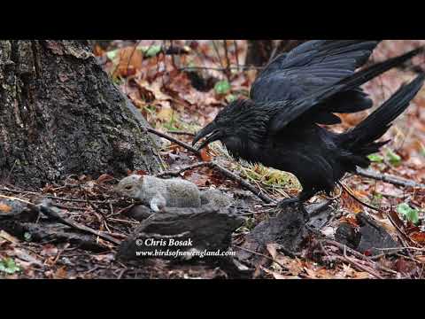 Raven vs. Squirrel