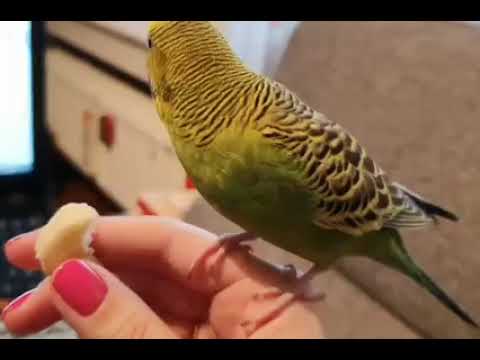 Budgie enjoying banana sitting on hand