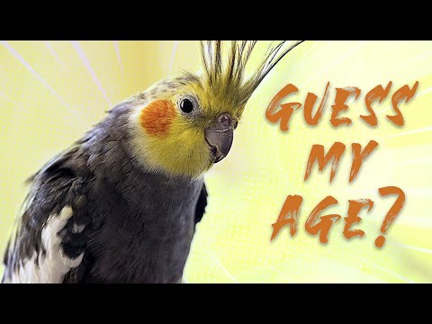 How To Tell The Age Of A Cockatiel