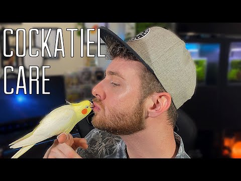 HOW TO - CARE FOR A COCKATIEL