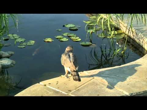 Red tailed hawk hunts for fish in our pond