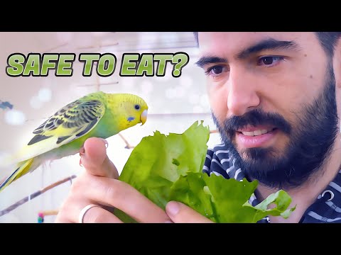 Can Budgies eat lettuce? Salad?