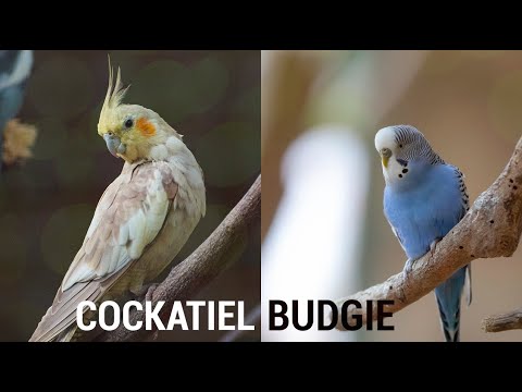 Cockatiel and Budgie Friends???