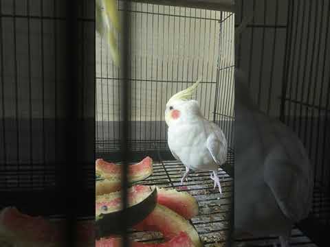 Cute adorable cockatiel bird eating watermelon fruit#shorts