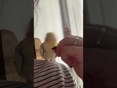 Cockatiel Eats His Favourite Snack - Cheese Slice