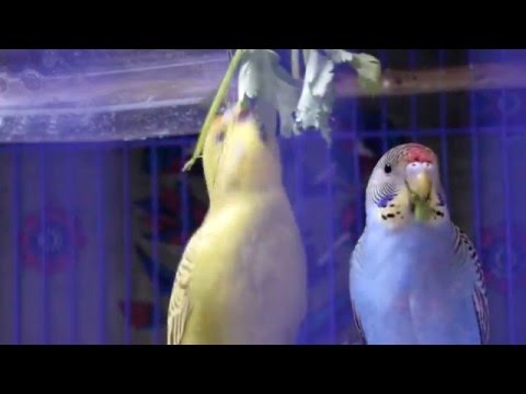 Budgies Parakeet love to eat cilantro