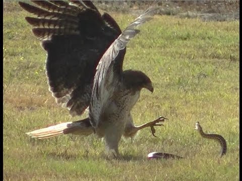 Red-Tailed Hawk vs Snake