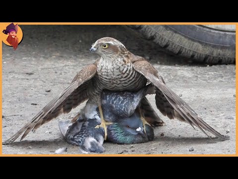 14 Best Hawk Attacks Caught On Camera!!