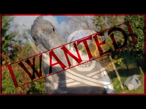 What can you do if your cockatiel escapes?