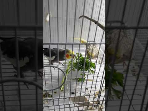 Lovely Cockatiels eating parsley