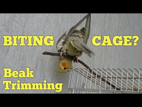 Why Is My Cockatiel BITING HER CAGE? ⚡ Cockatiel Beak Trimming By Biting Cage Bars or Chewing Wood