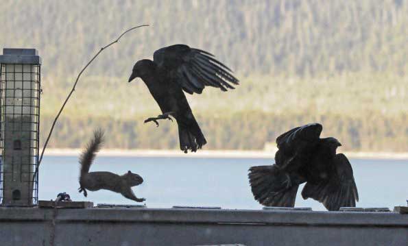 a crow kill a squirrel