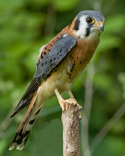 American Kestrels