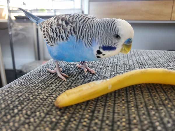 Are bananas poisonous to budgies