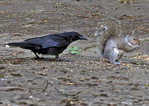 Are squirrels afraid of ravens