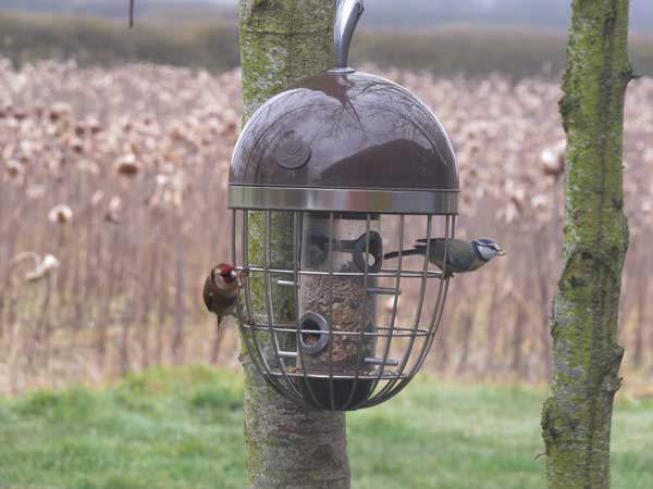 Avoid low/ground feeders