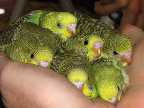 Can You Feed Blackberries To Baby Budgies