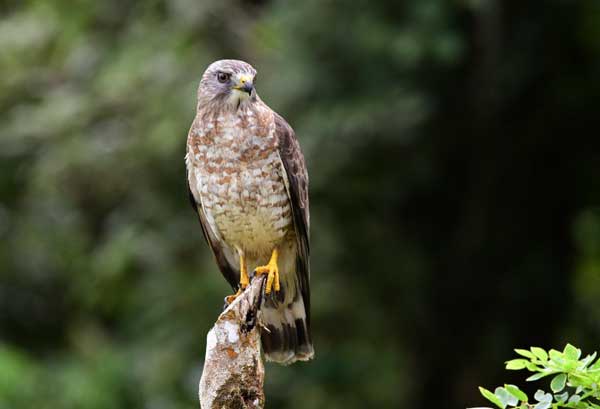 Broad-winged hawks