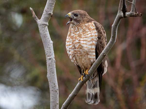 Broad-winged hawks