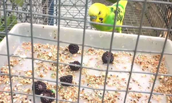 Can You Feed Blackberries To Budgies