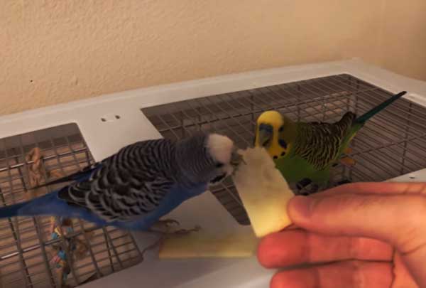 Budgies Like Apples