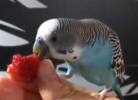 Budgies Like Raspberries