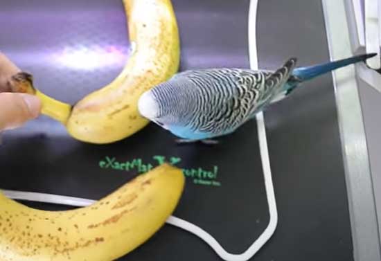 Budgies Like bananas