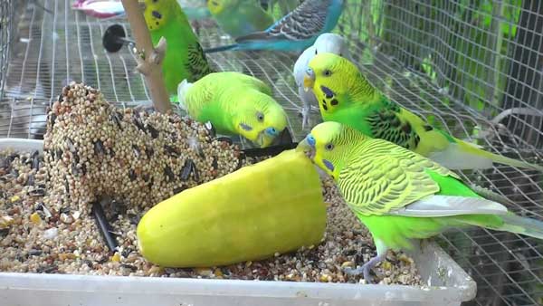 Budgies Like cucumber