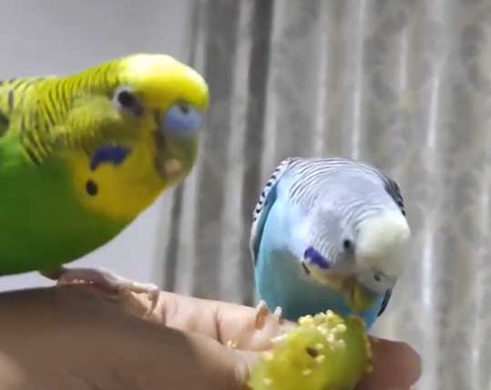 Budgies Like grapes