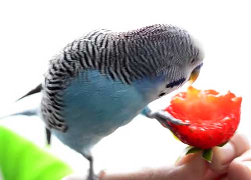 Budgies Like strawberries