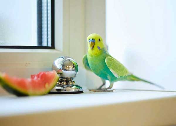 Budgies Like watermelon