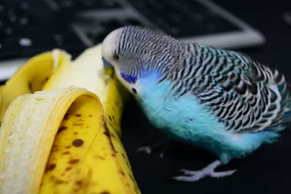 Can Budgies Eat Banana? Discover Full Details Here