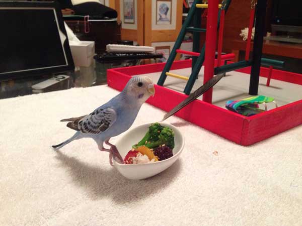 Can Budgies Eat Blackberries