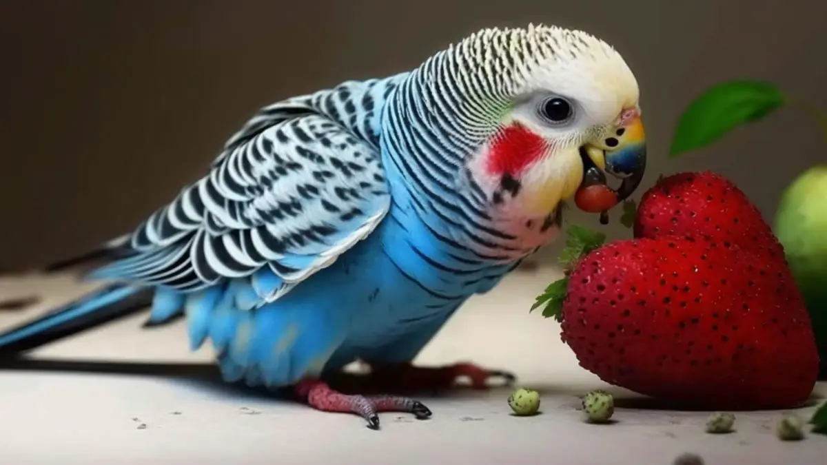 Can Budgies Eat Strawberries? (Read This Guide To Find Out)