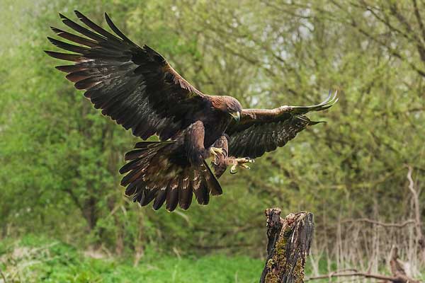 Can Hawks Hunt Eagles