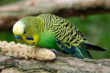 Can You Feed Asparagus To Baby Budgies