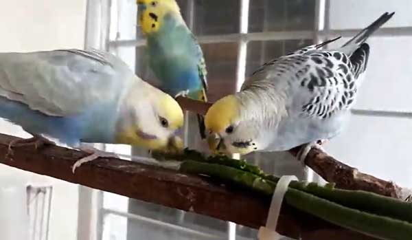 Can You Feed Asparagus To Budgies