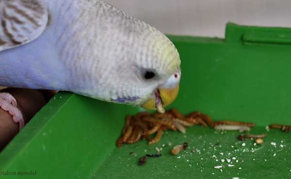 Can You Feed Mealworms to Budgies