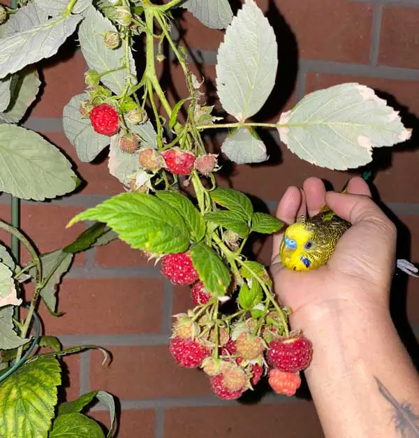 Can You Feed Raspberries To Baby Budgies