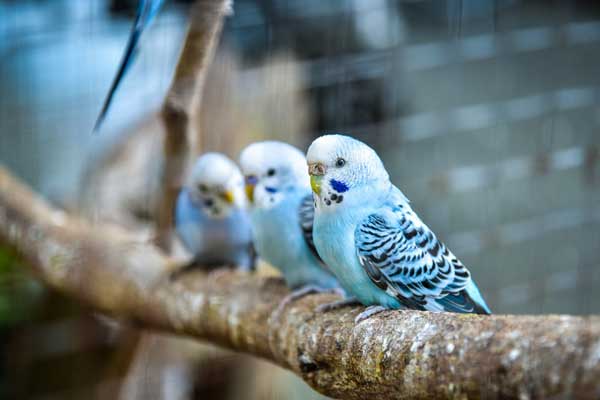 Can You Feed Raspberries To Baby Budgies