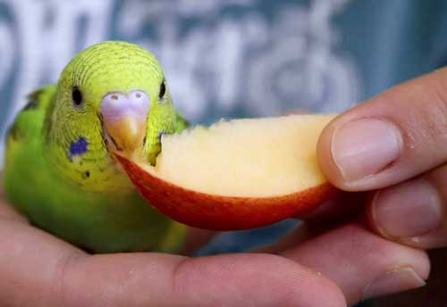 Can you feed Apples to baby budgies